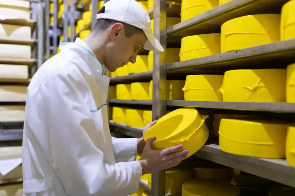 Um profissional inspecionando queijos amarelos em uma indústria de alimentos.